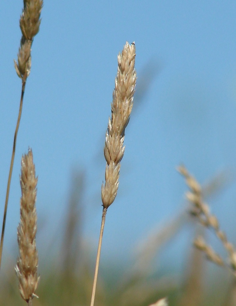 Image of genus Koeleria specimen.