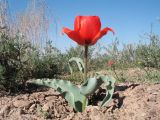 Tulipa alberti. Цветущее растение. Южный Казахстан, вост. предгорья хр. Сырдарьинский Каратау, Закаратауская равнина (возвышенность), окр. оз. Сорколь. 14 апреля 2022 г.