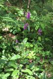 Betonica officinalis