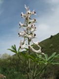 Corydalis ruksansii. Верхушка цветущего растения. Южный Казахстан, Таласский Алатау, запов. \"Аксу-Жабаглы\", ущ. Талдыбулак, 1300 м н.у.м., тугай. 17 апреля 2022 г.