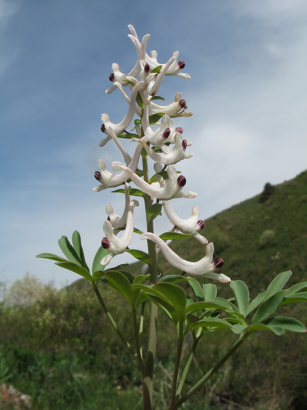 Image of Corydalis ruksansii specimen.