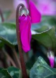 Cyclamen persicum