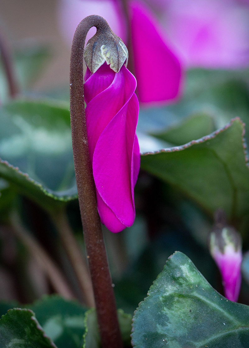 Image of Cyclamen persicum specimen.