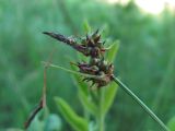 Carex supina