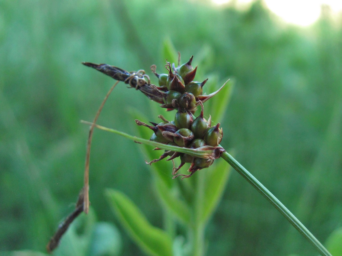 Изображение особи Carex supina.