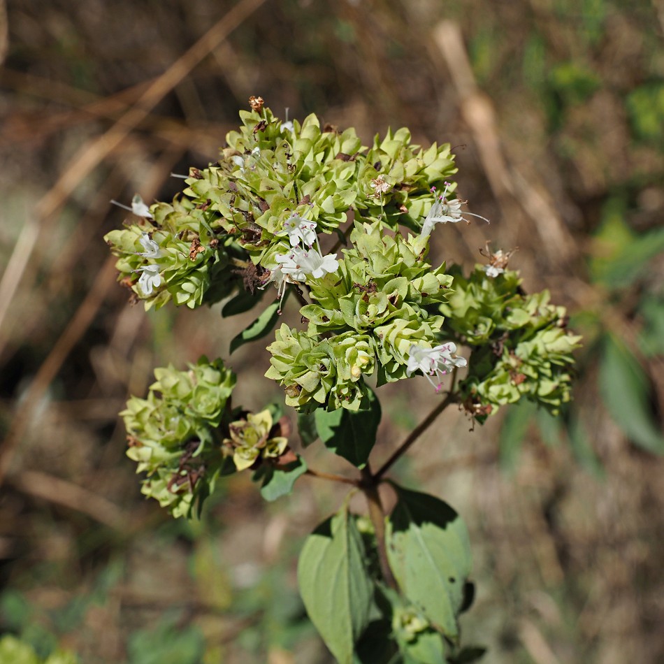 Image of Origanum vulgare ssp. viride specimen.