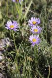 Aster serpentimontanus