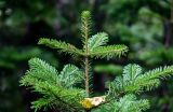 Abies sachalinensis. Верхушка молодого растения. Курильские о-ва, о-в Кунашир, вулкан Менделеева, ≈ 300 м н.у.м., опушка смешанного леса. 21.08.2022.