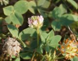 Trifolium bonannii