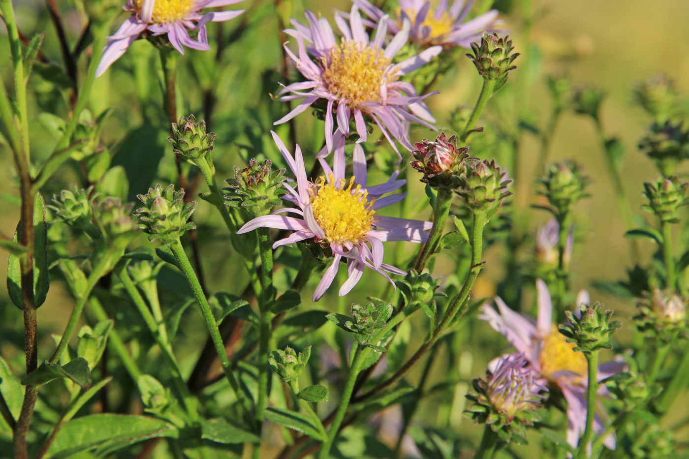 Image of Aster amellus specimen.