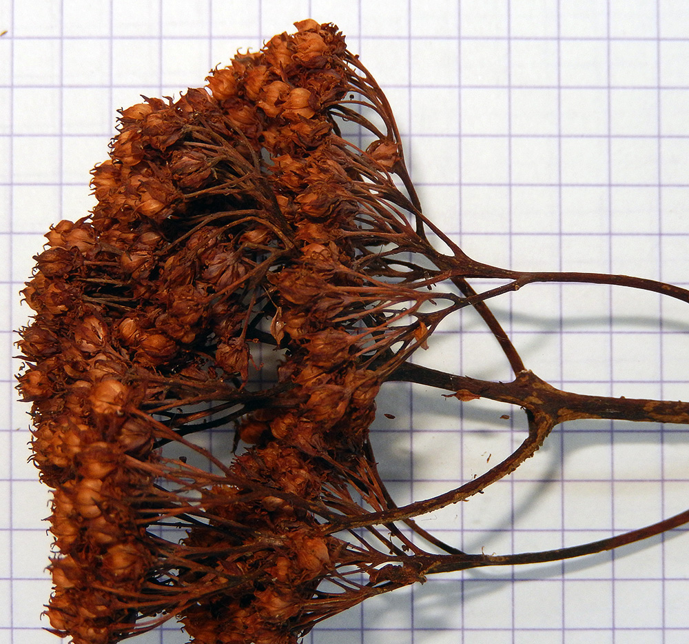 Image of Hylotelephium caucasicum specimen.