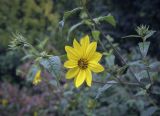 Helianthus decapetalus