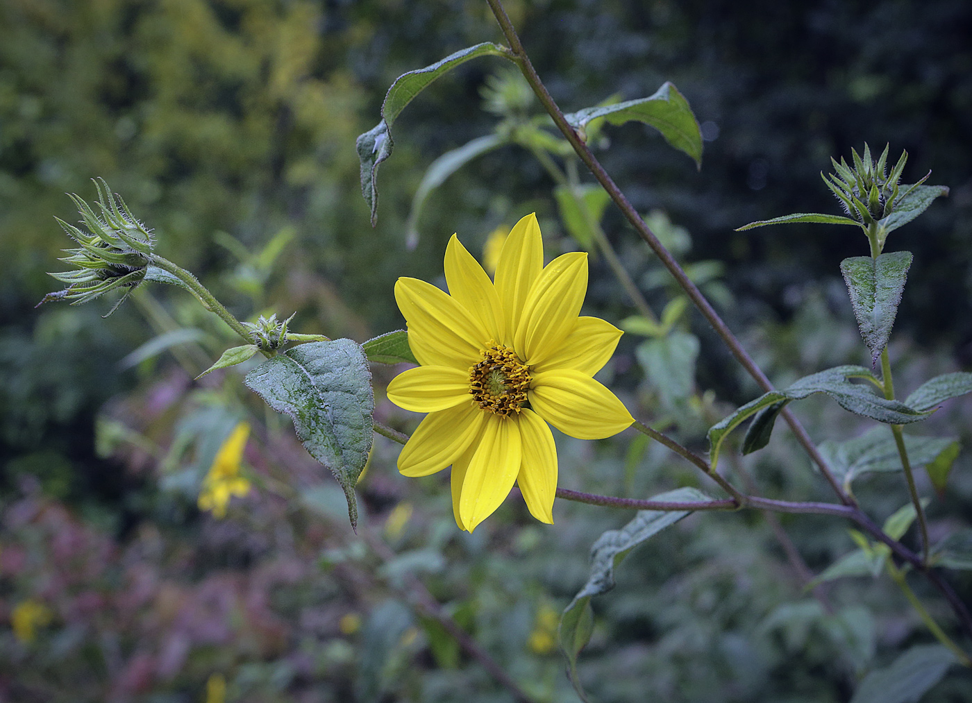 Image of Helianthus decapetalus specimen.