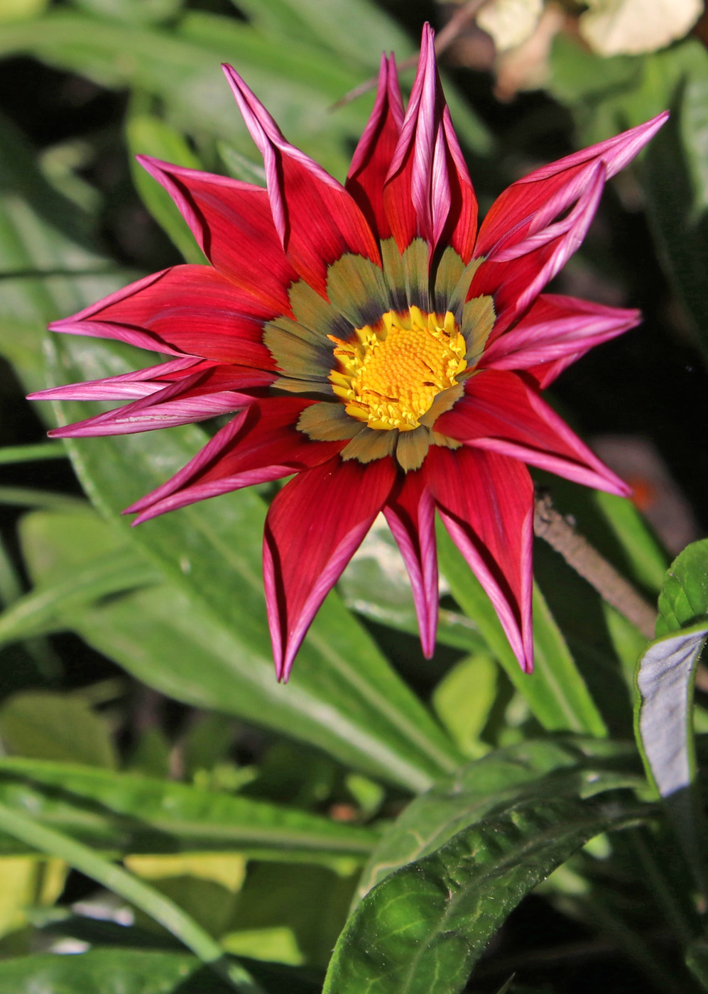 Изображение особи Gazania &times; hybrida.