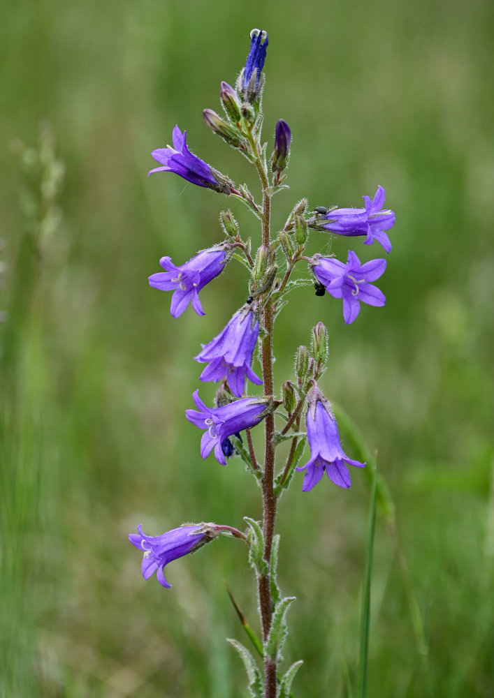 Изображение особи Campanula sibirica.