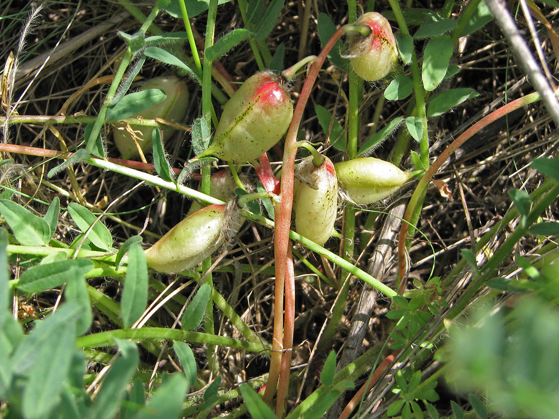 Image of Astragalus henningii specimen.