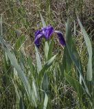 Iris aphylla