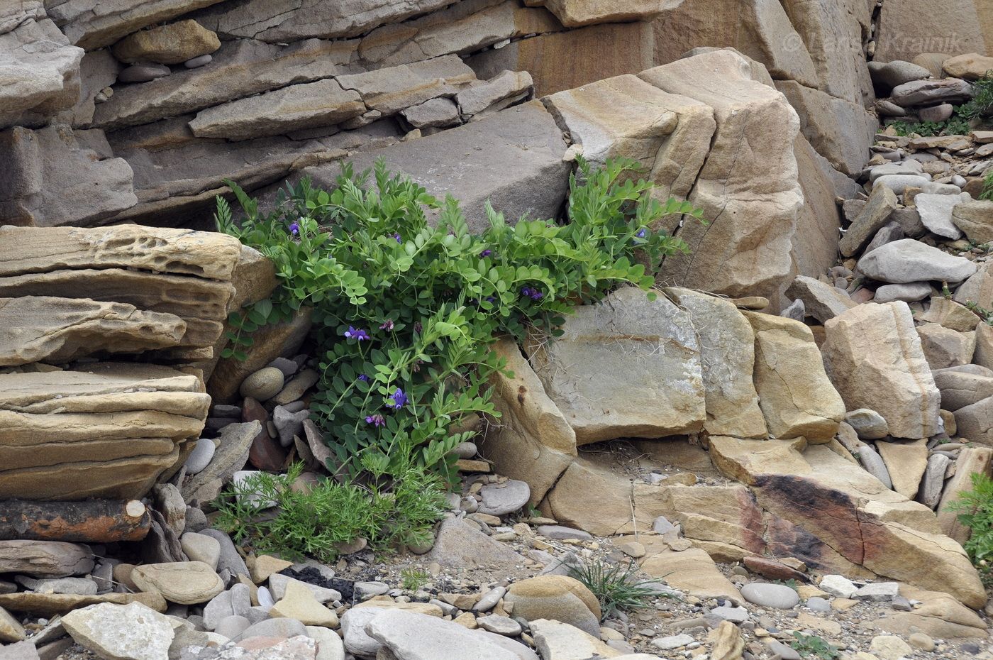 Изображение особи Lathyrus japonicus ssp. pubescens.