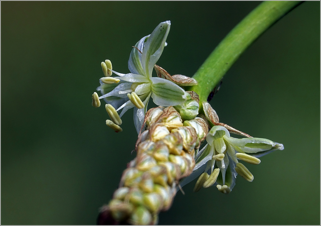 Image of genus Ornithogalum specimen.