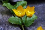 Lysimachia nummularia. Цветки. Московская обл., Раменский р-н, окр. дер. Хрипань, садовый участок. 23.06.2023.