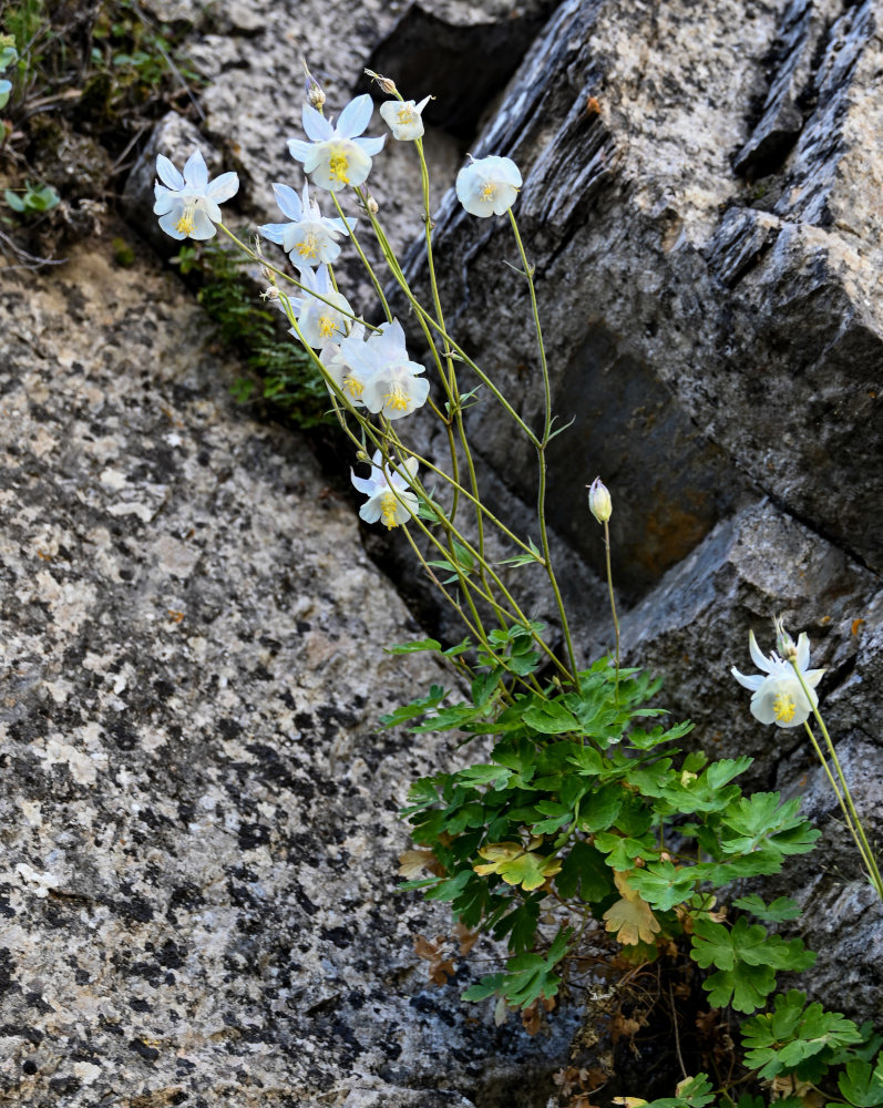 Изображение особи Aquilegia tianschanica.