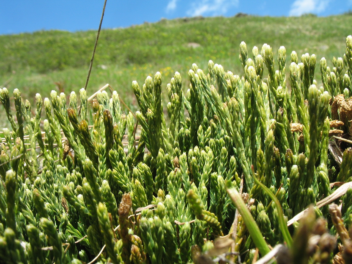 Image of Diphasiastrum alpinum specimen.