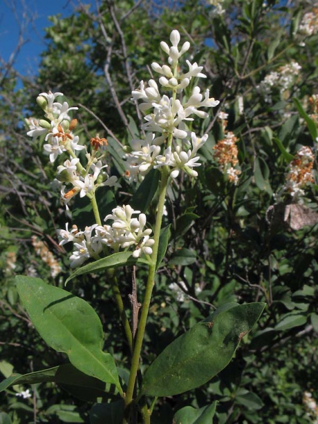 Изображение особи Ligustrum vulgare.