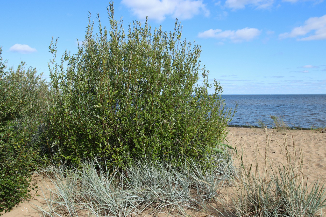 Изображение особи Salix phylicifolia.