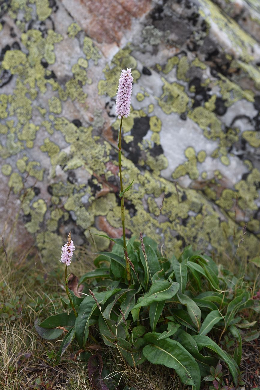 Изображение особи Bistorta elliptica.