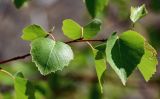 Betula pendula