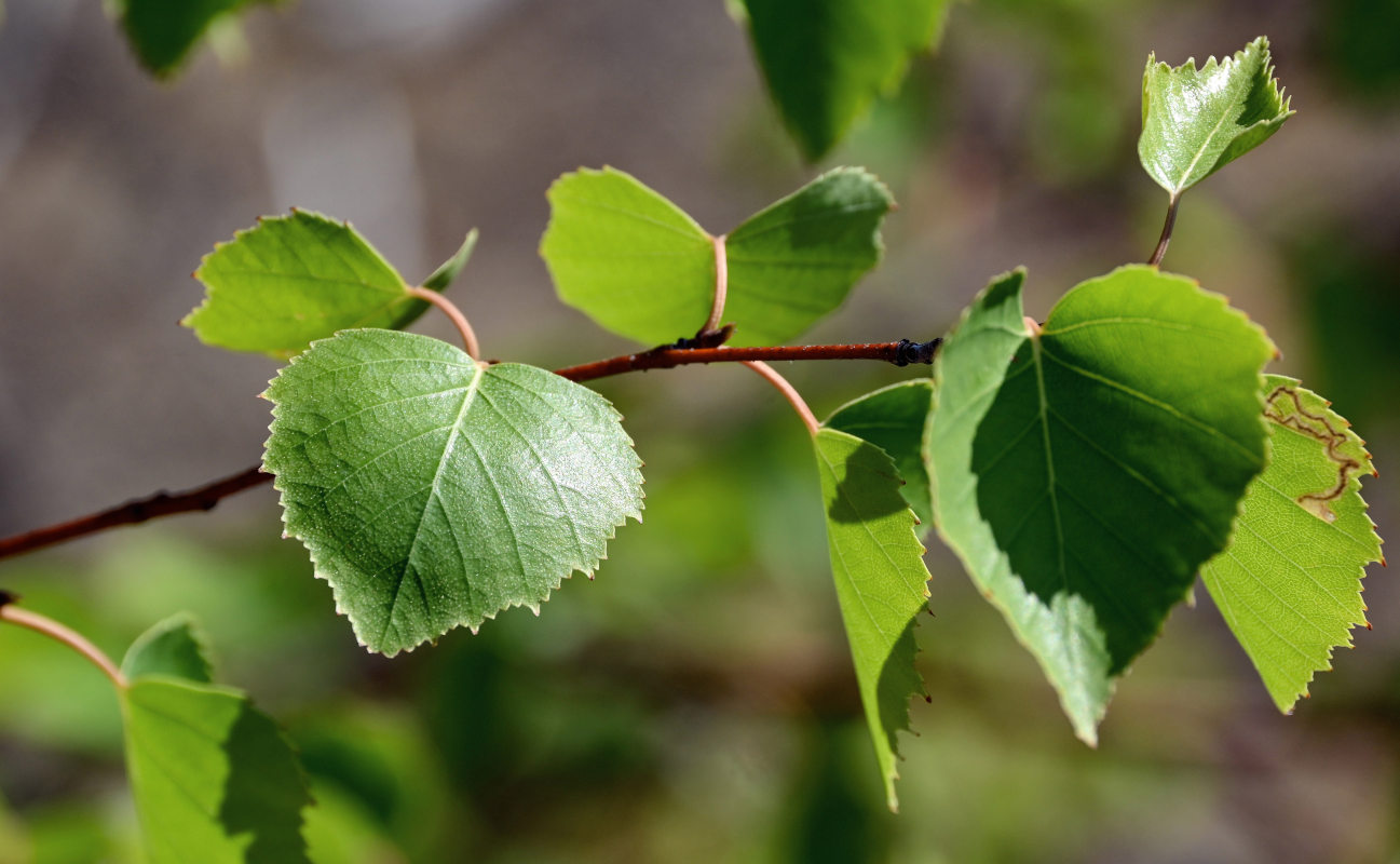 Изображение особи Betula pendula.