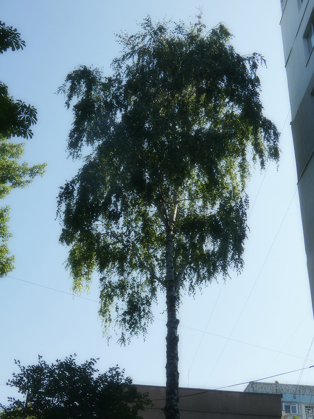Image of Betula pendula specimen.