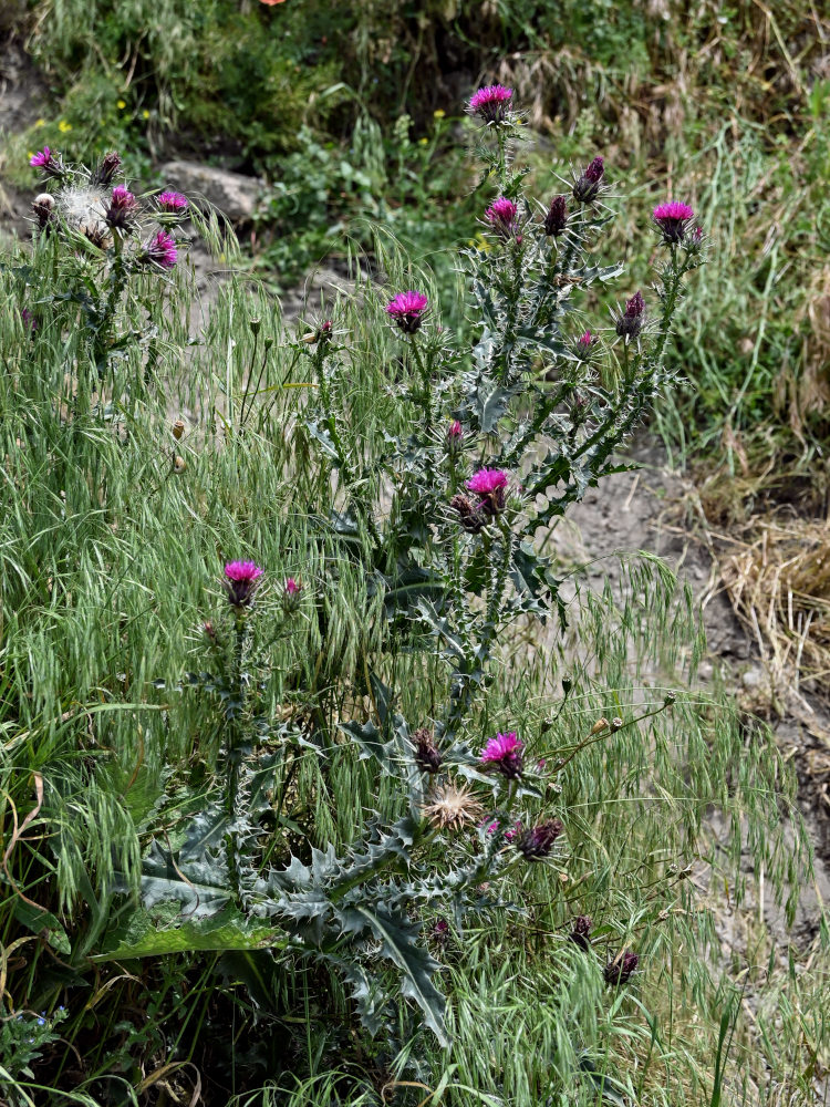 Изображение особи Carduus onopordioides.