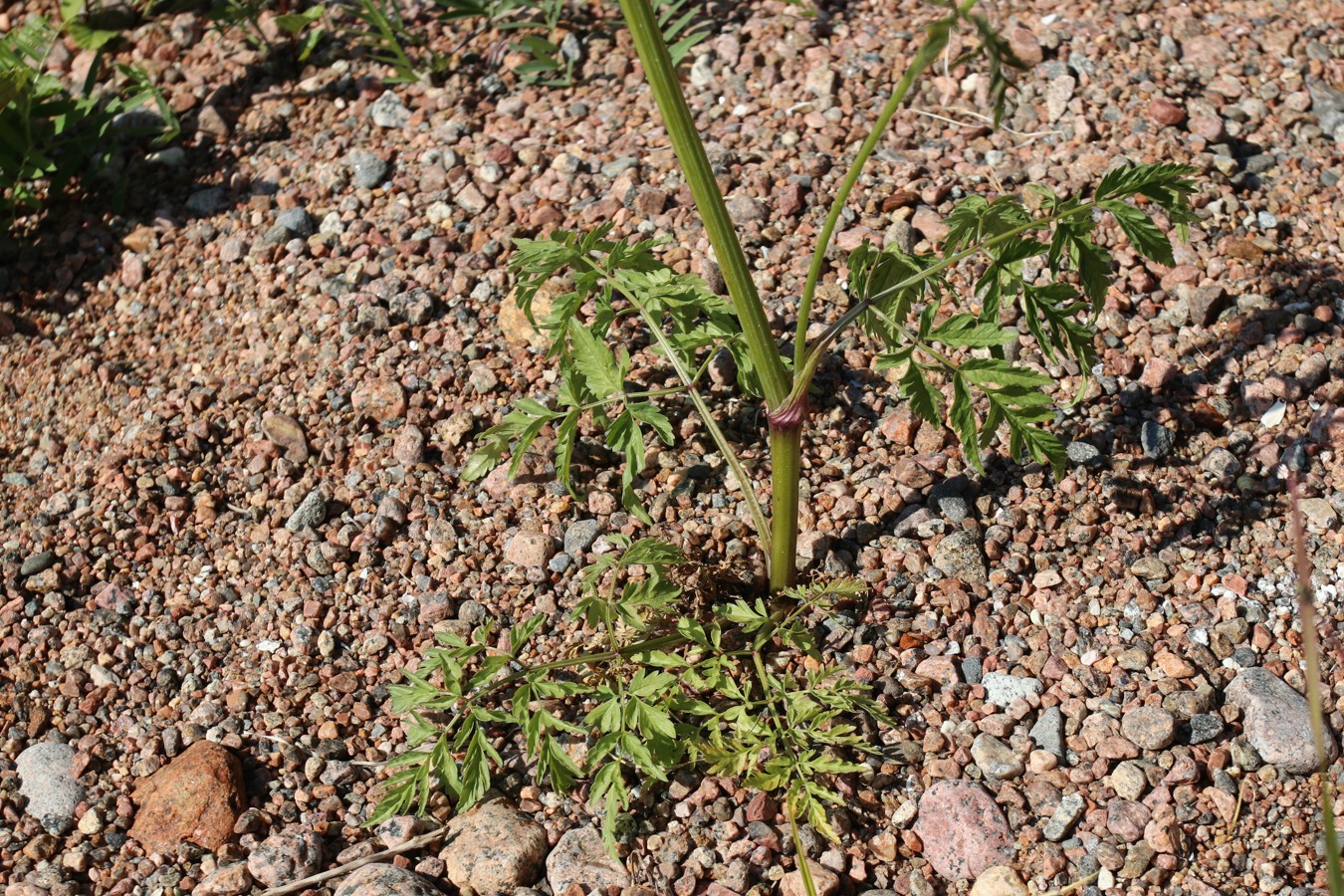 Изображение особи Anthriscus sylvestris.