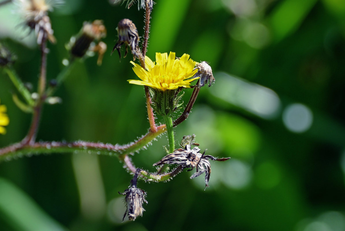 Изображение особи Picris japonica.