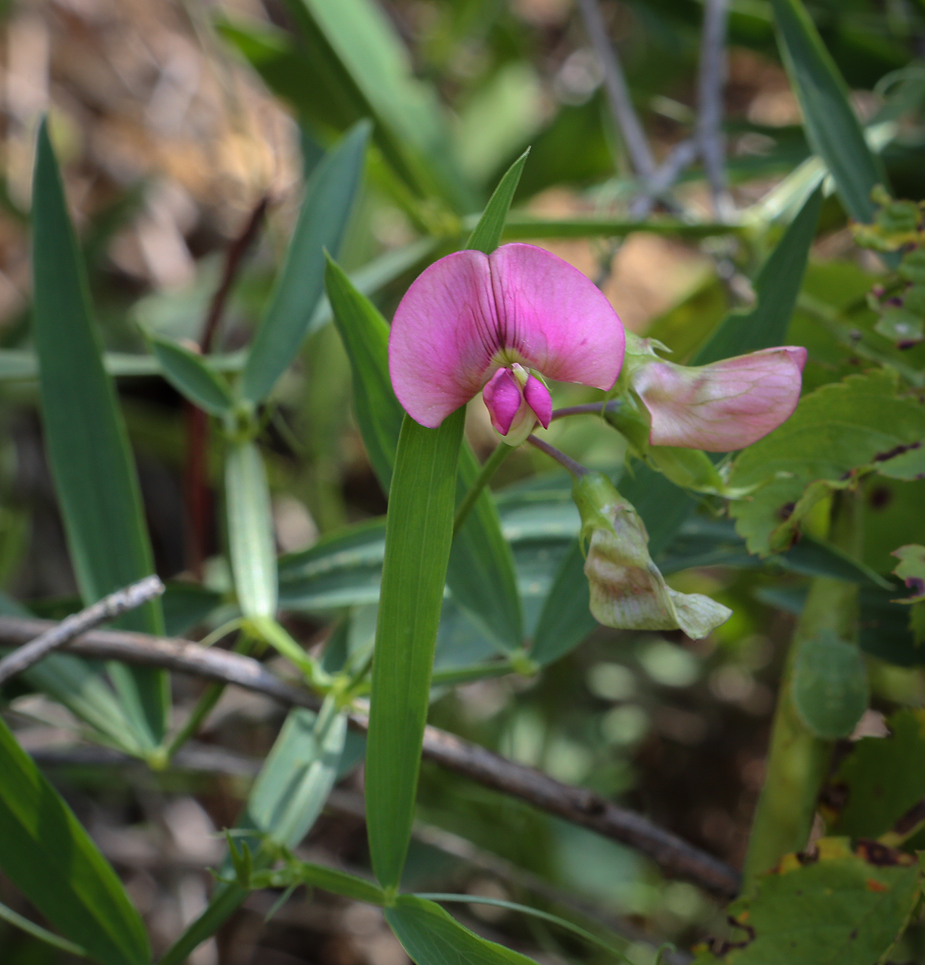 Изображение особи Lathyrus sylvestris.