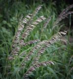 Melica altissima