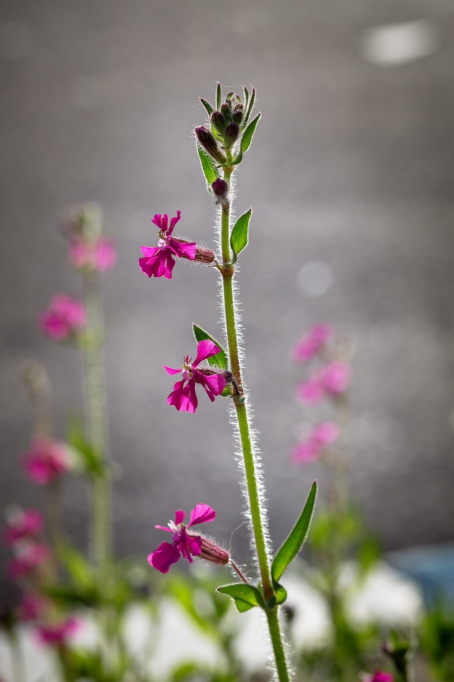 Изображение особи Silene palaestina.