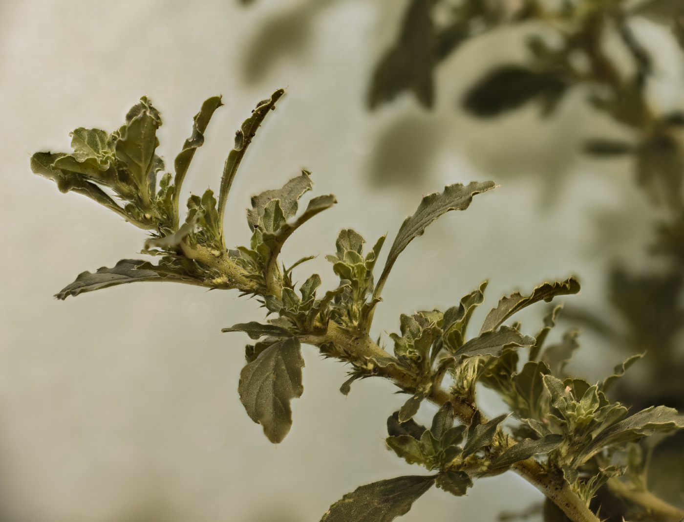 Изображение особи Amaranthus albus.
