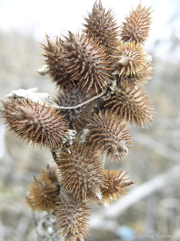 Изображение особи Xanthium orientale.