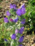 Echium plantagineum