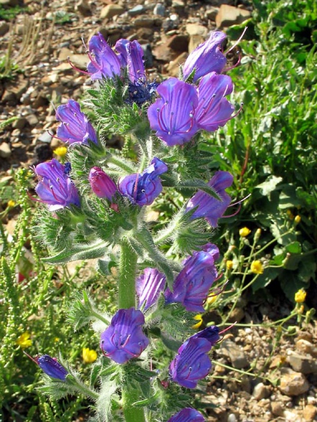 Image of Echium plantagineum specimen.