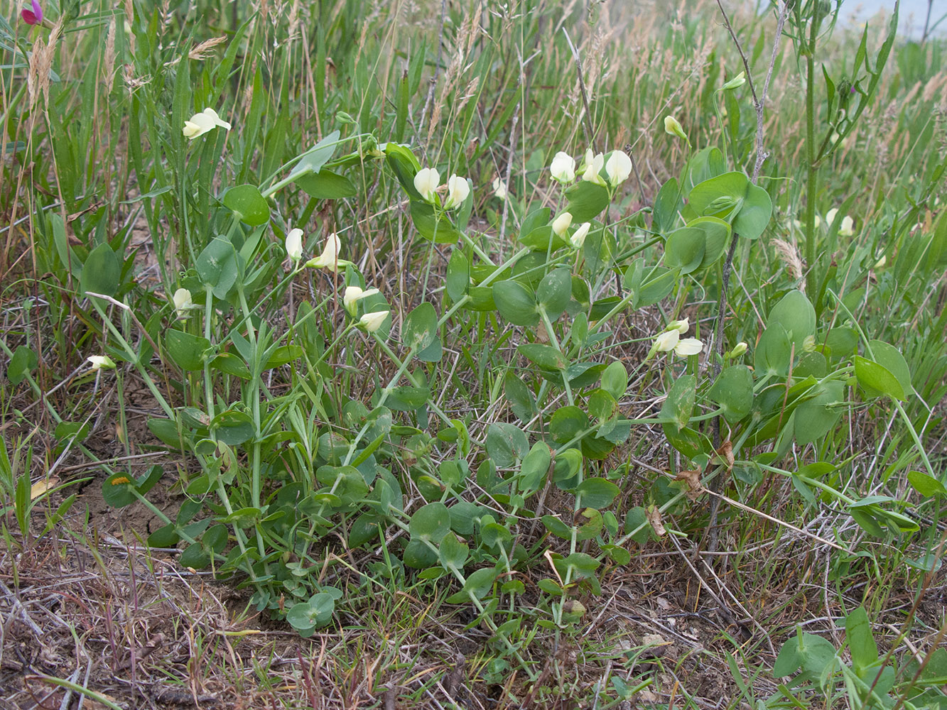 Image of Lathyrus aphaca specimen.