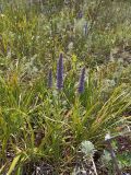 Veronica spicata