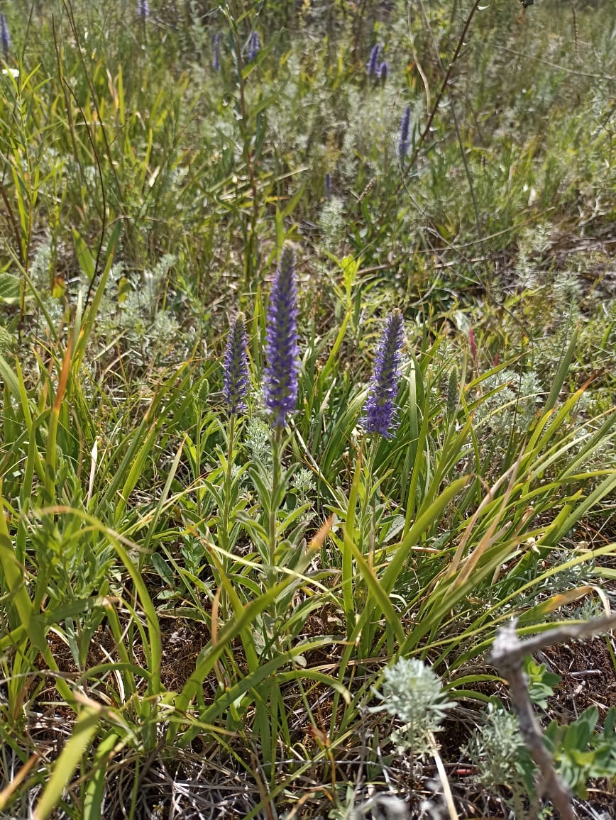 Изображение особи Veronica spicata.