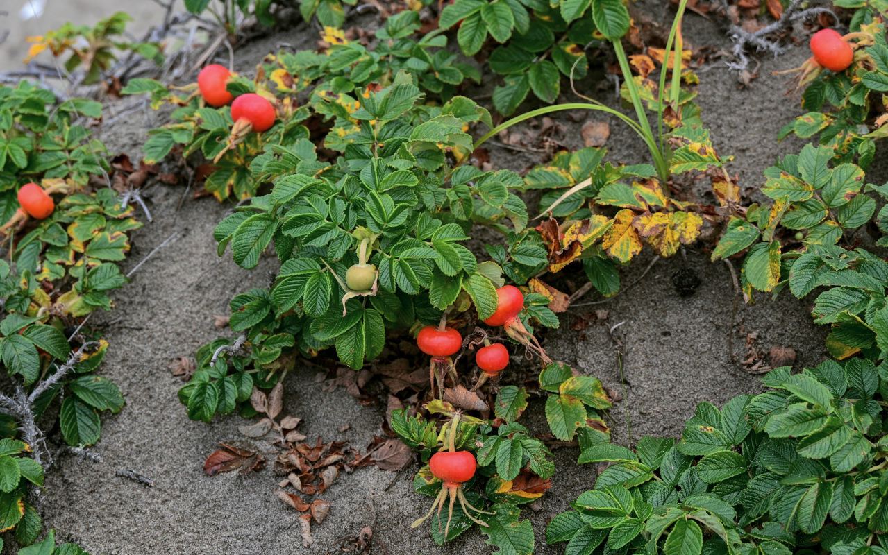 Изображение особи Rosa rugosa.