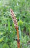 Equisetum arvense