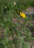 Glebionis coronaria. Верхушка цветущего растения. Египет, мухафаза Александрия, г. Александрия, некрополь \"Катакомбы Ком-эль-Шукафа\", на газоне. 04.01.2024.