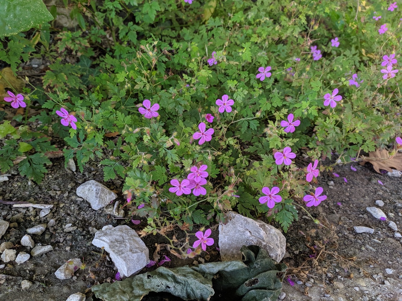 Изображение особи Geranium robertianum.