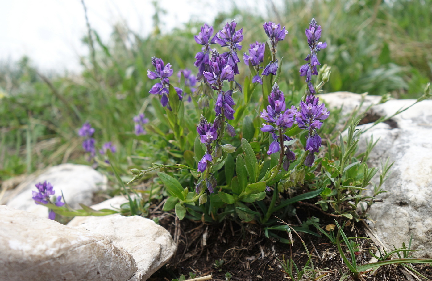 Изображение особи Polygala caucasica.
